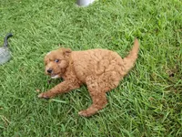 Dart, a male Cavapoo for sale in Perryville, MO – 5 of 5