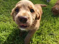 Darcy, a female Cavapoo for sale in Chester, IL – 4 of 6