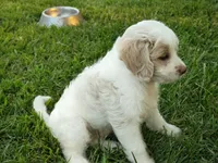 Dove, a female Cavapoo for sale in Perryville, MO – 3 of 5