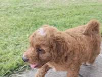 Dart, a male Cavapoo for sale in Chester, IL – 5 of 9