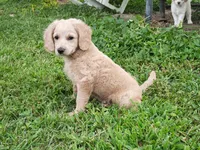 Dusty , a male Cavapoo for sale in Perryville, MO – 1 of 5