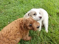 Dart, a male Cavapoo for sale in Chester, IL – 9 of 9