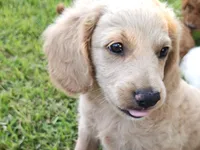 Dusty , a male Cavapoo for sale in Perryville, MO – 2 of 5