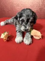 Denali, a female Aussiedoodle for sale in Lewiston, ID – Photo 5 of 6