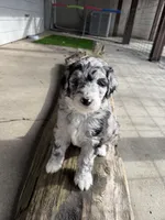 Denali, a female Aussiedoodle for sale in Lewiston, ID – Photo 1 of 6