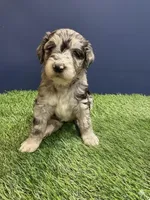 Denali, a female Aussiedoodle for sale in Lewiston, ID – Photo 6 of 6