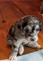 Denali, a female Aussiedoodle for sale in Lewiston, ID – Photo 4 of 6