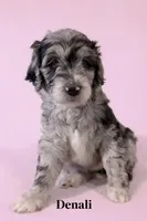 Denali, a female Aussiedoodle for sale in Lewiston, ID – Photo 2 of 6