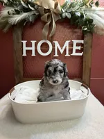 Denali, a female Aussiedoodle for sale in Lewiston, ID – Photo 3 of 6