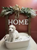 Rainer, a male Aussiedoodle for sale in Lewiston, ID – Photo 3 of 6