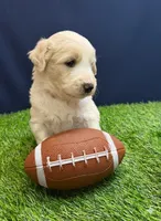 Rainer, a male Aussiedoodle for sale in Lewiston, ID – Photo 5 of 6