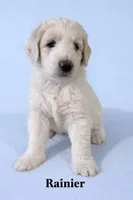Rainer, a male Aussiedoodle for sale in Lewiston, ID – Photo 2 of 6