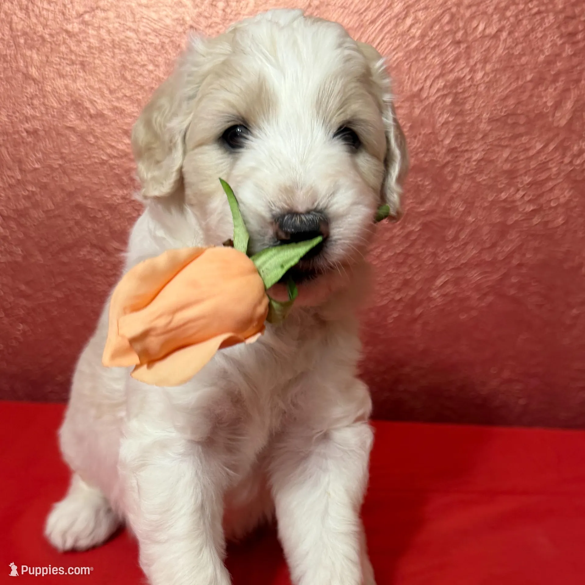 Glacier, a male Aussiedoodle for sale in Lewiston, ID – Photo 4 of 6