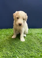 Glacier, a male Aussiedoodle for sale in Lewiston, ID – Photo 5 of 6