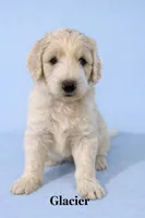 Glacier, a male Aussiedoodle for sale in Lewiston, ID – Photo 2 of 6