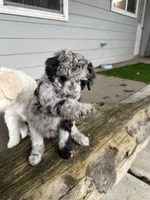Sequoia , a female Aussiedoodle for sale in Lewiston, ID – Photo 1 of 6