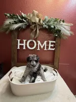 Sequoia , a female Aussiedoodle for sale in Lewiston, ID – Photo 4 of 6