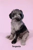 Sequoia , a female Aussiedoodle for sale in Lewiston, ID – Photo 2 of 6