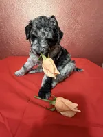 Sequoia , a female Aussiedoodle for sale in Lewiston, ID – Photo 5 of 6