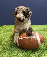 Sequoia , a female Aussiedoodle for sale in Lewiston, ID – Photo 6 of 6