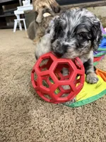 Zion, a male Aussiedoodle for sale in Lewiston, ID – Photo 2 of 6