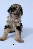 Zion, a male Aussiedoodle for sale in Lewiston, ID – Photo 4 of 6