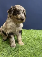 Zion, a male Aussiedoodle for sale in Lewiston, ID – Photo 6 of 6