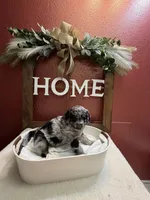 Zion, a male Aussiedoodle for sale in Lewiston, ID – Photo 3 of 6