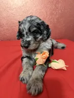 Zion, a male Aussiedoodle for sale in Lewiston, ID – Photo 5 of 6