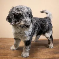 Zion, a male Aussiedoodle for sale in Lewiston, ID – Photo 1 of 6
