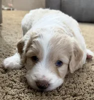 Acadia, a female Aussiedoodle for sale in Lewiston, ID – Photo 6 of 6