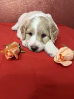 Acadia, a female Aussiedoodle for sale in Lewiston, ID – Photo 4 of 6