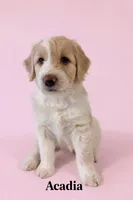Acadia, a female Aussiedoodle for sale in Lewiston, ID – Photo 2 of 6