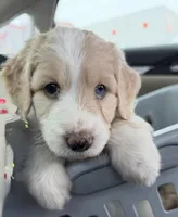 Acadia, a female Aussiedoodle for sale in Lewiston, ID – Photo 1 of 6