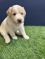 Acadia, a female Aussiedoodle for sale in Lewiston, ID – Photo 5 of 6