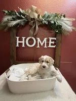 Acadia, a female Aussiedoodle for sale in Lewiston, ID – Photo 3 of 6