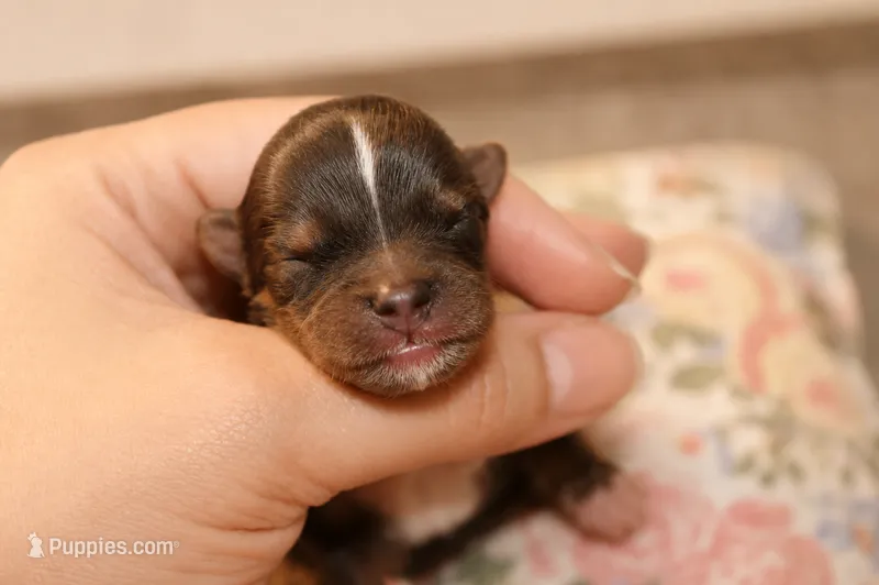 Sven  – Yorkshire Terrier puppy for sale in Valdosta, GA