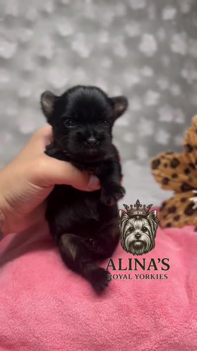 Anna, a female Yorkshire Terrier for sale in Valdosta, GA – 7 of 7