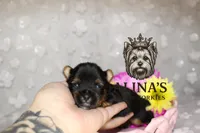 Kristoff , a male Yorkshire Terrier for sale in Valdosta, GA – 7 of 8
