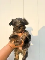 Olaf, a male Yorkshire Terrier for sale in Valdosta, GA – 5 of 7