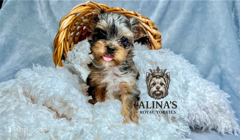Sven – Yorkshire Terrier puppy for sale in Valdosta, GA