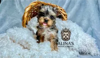 Sven, a male Yorkshire Terrier for sale in Valdosta, GA – 1 of 6