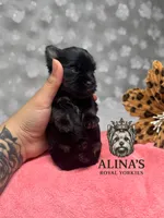 Anna, a female Yorkshire Terrier for sale in Valdosta, GA – 4 of 7