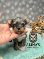 Sven, a male Yorkshire Terrier for sale in Valdosta, GA – 2 of 6