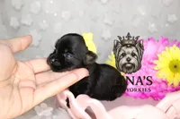 Anna, a female Yorkshire Terrier for sale in Valdosta, GA – 6 of 7