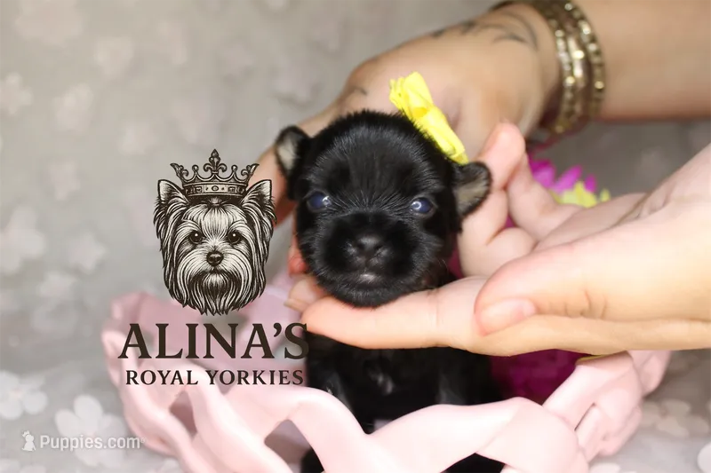 Anna – Yorkshire Terrier puppy for sale in Valdosta, GA