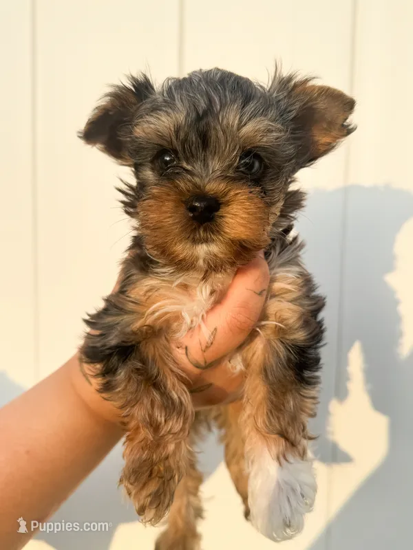 Sven – Yorkshire Terrier puppy for sale in Valdosta, GA