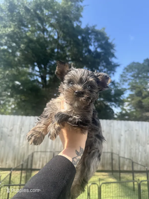 Olaf – Yorkshire Terrier puppy for sale in Valdosta, GA