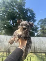 Olaf, a male Yorkshire Terrier for sale in Valdosta, GA – 1 of 7