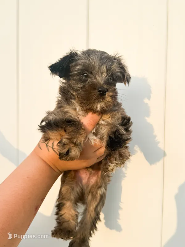 Olaf – Yorkshire Terrier puppy for sale in Valdosta, GA